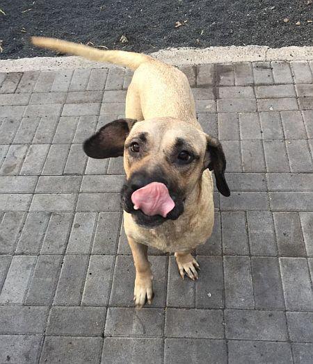 Emma, superliebe Presa Canario Hündin (Dogo Canar