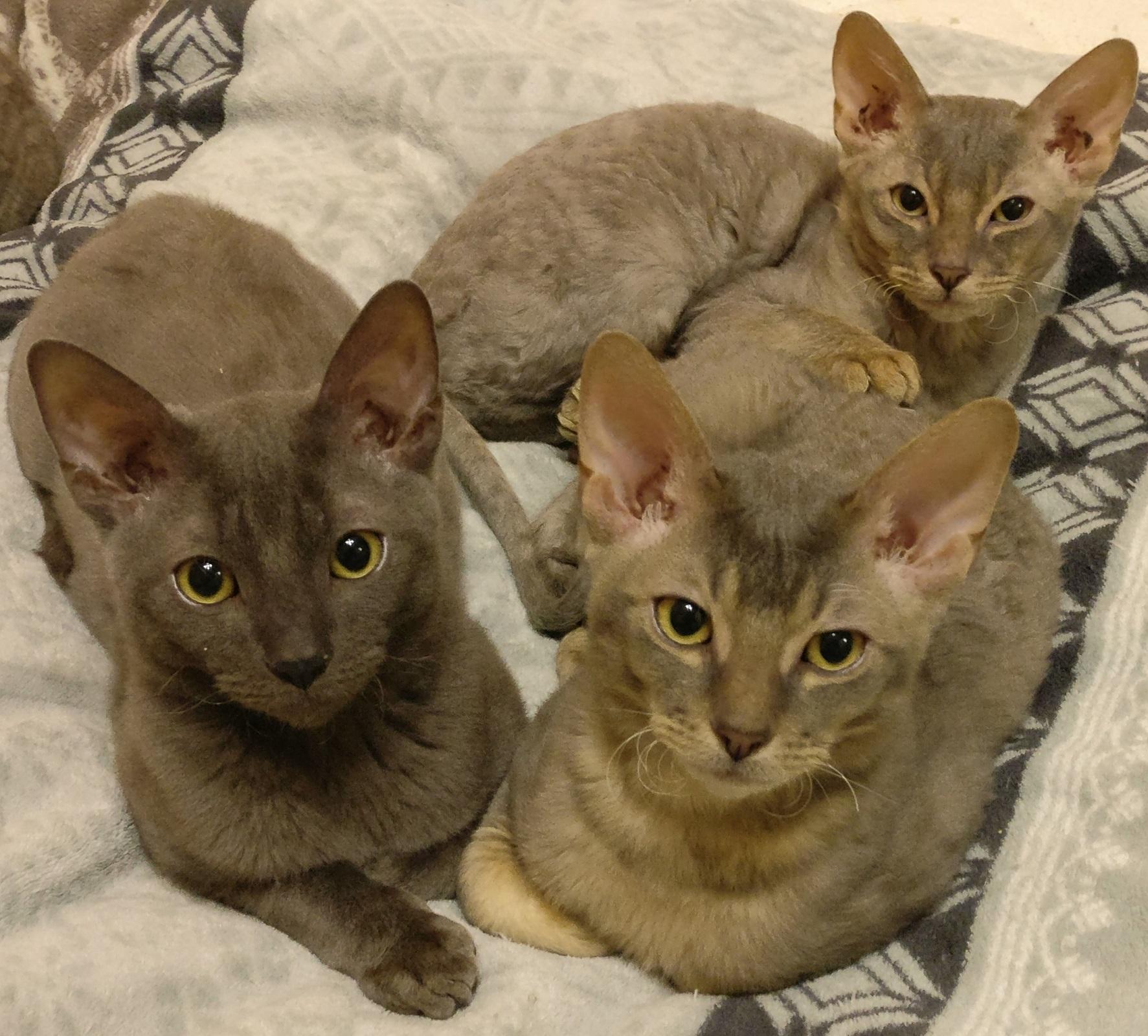 Sehr seltene German Rex Kitten, vom Vereins Zücht