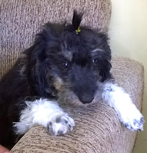 Maisy - Pflegestelle gefunden