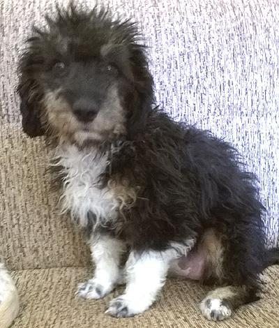 Maisy - Pflegestelle gefunden