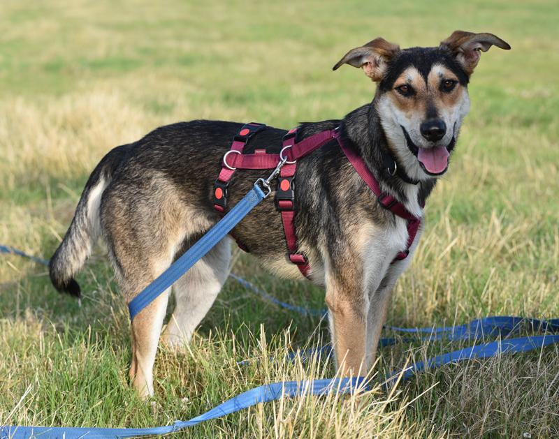 Bueno - PS gefunden / Reserviert