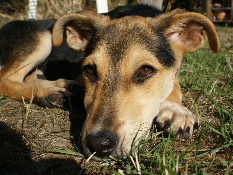 Ninja - Pflegestelle gef.
