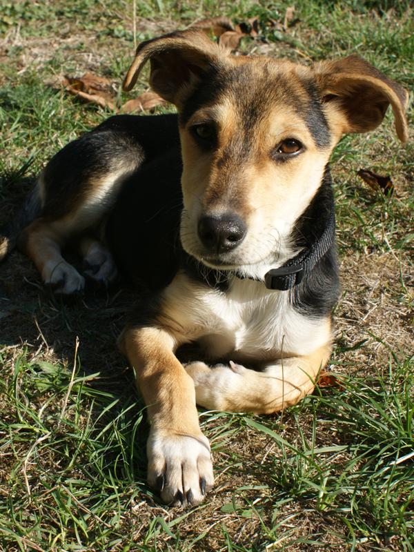 Ninja - Pflegestelle gef.