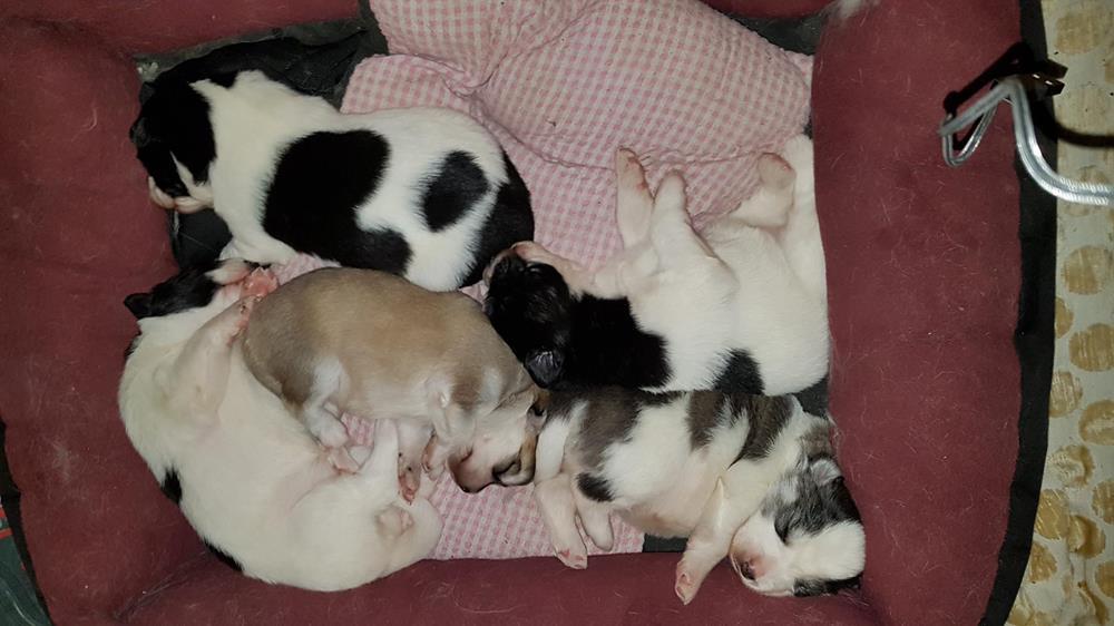 Samojede Mix Welpen Update: Noch  2 Mädchen sind 