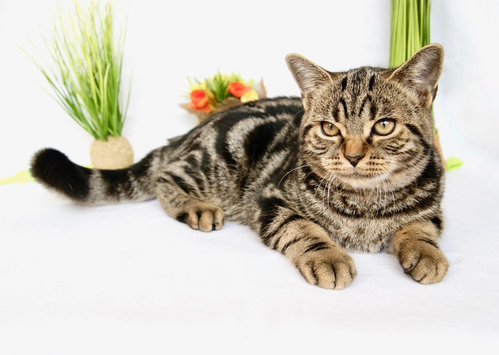 Reinrassiger BKH Kater in Tiger-look, 11 Monate ju