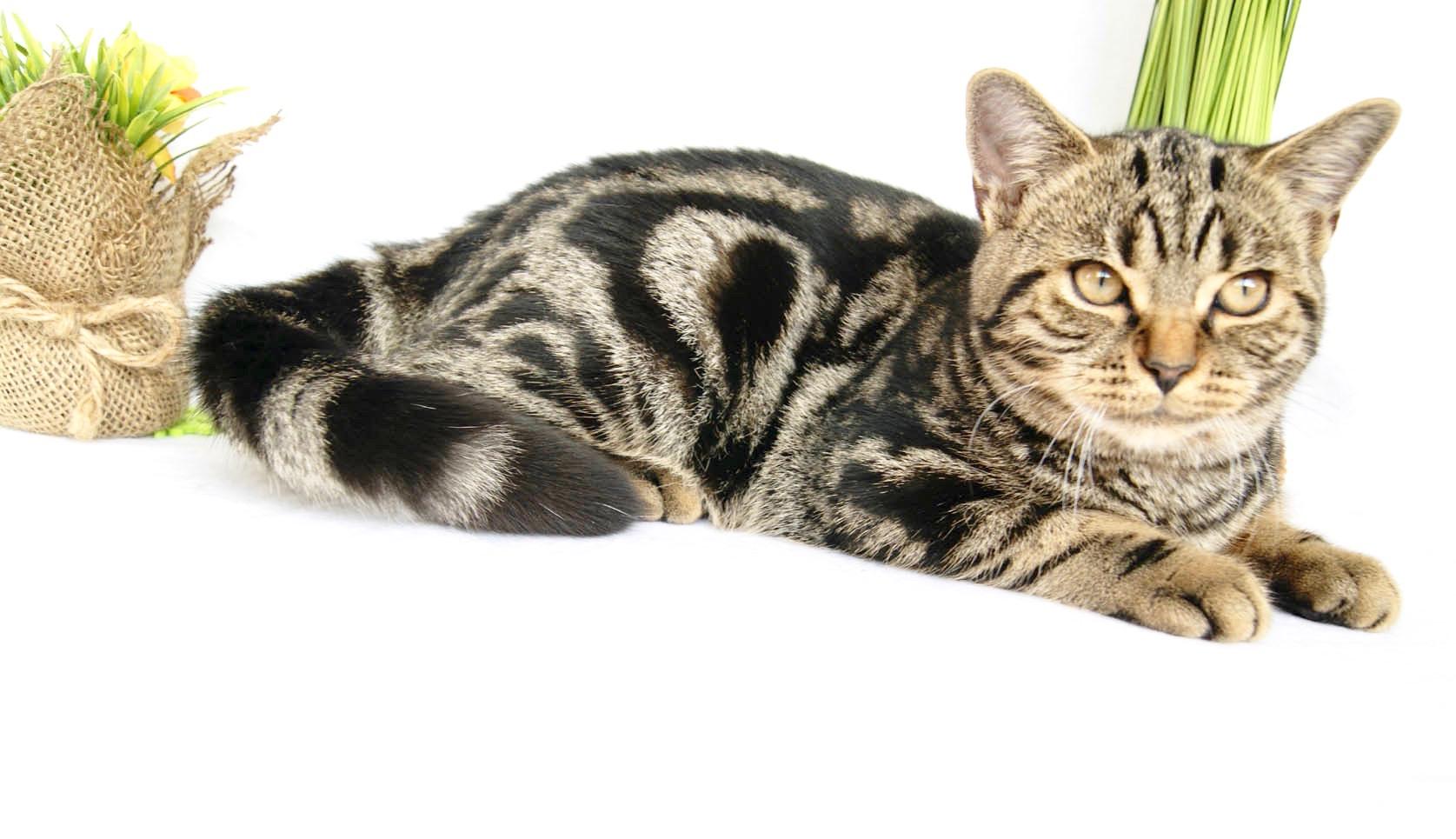 Reinrassiger BKH Kater in Tiger-look, 11 Monate ju