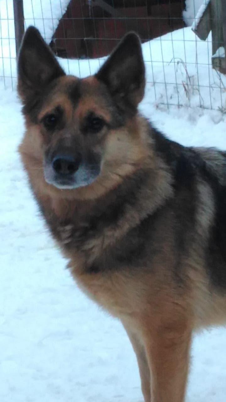 Schäferhündin Nika sucht ein schönes Zuhause