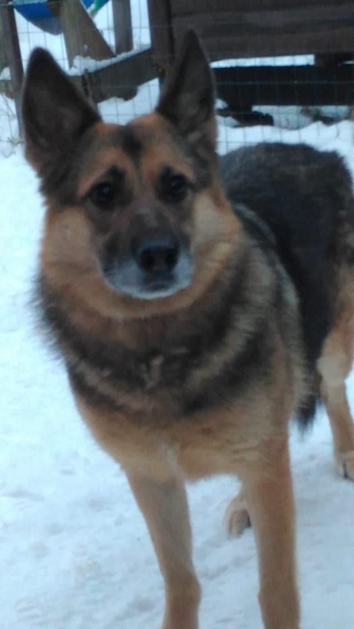 Schäferhündin Nika sucht ein schönes Zuhause