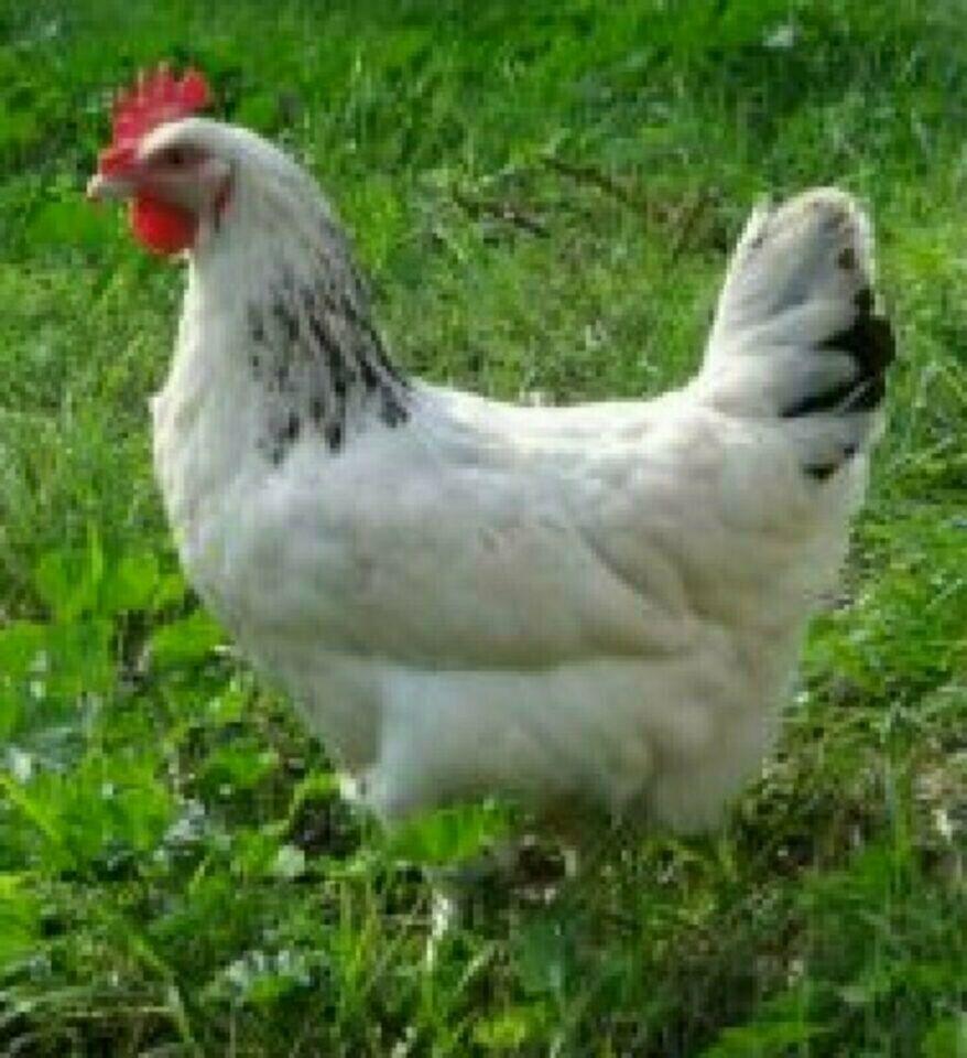 Sussex schwarz weis Columbia, Königsberger Hühne