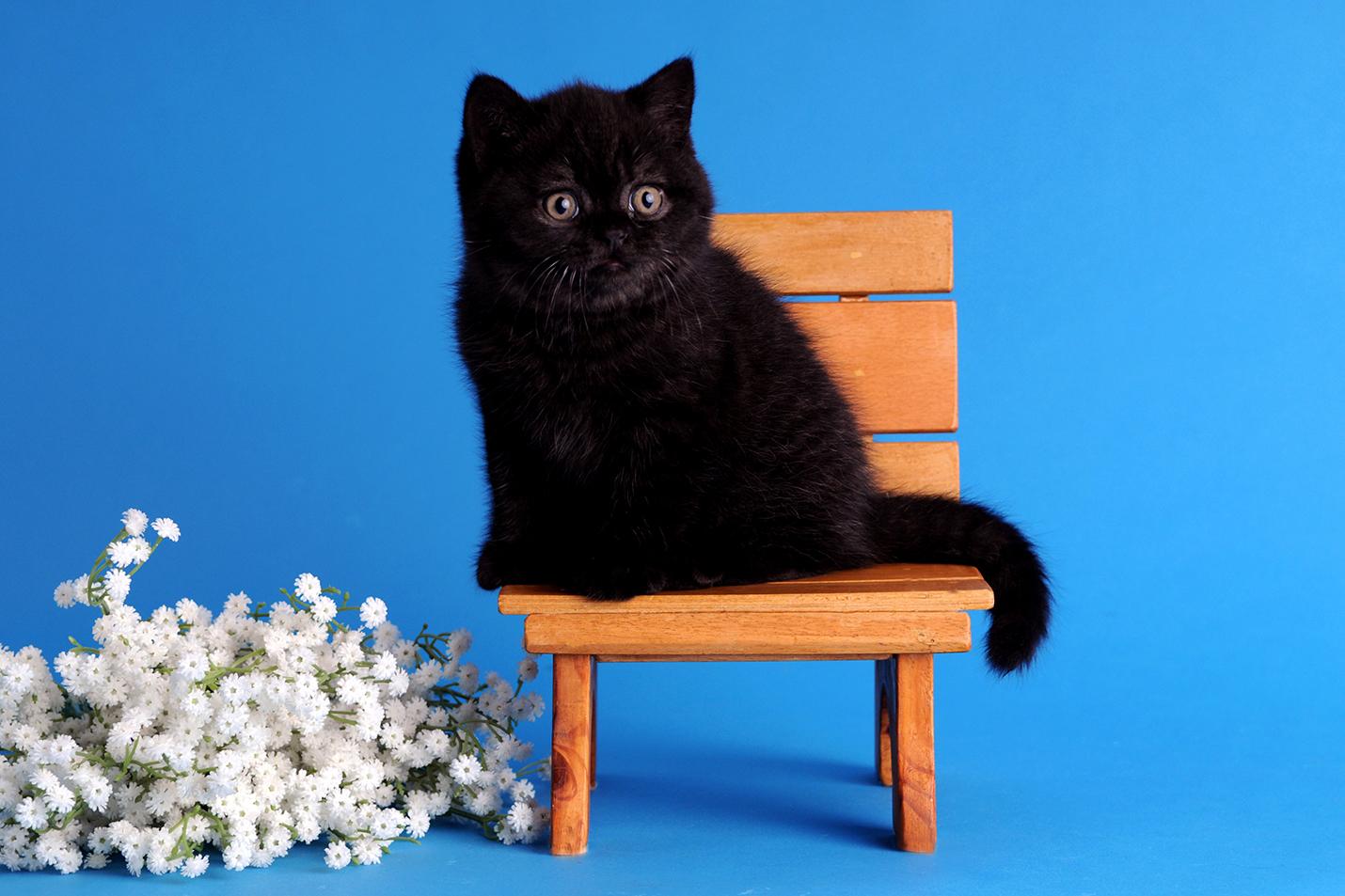 BKH Kitten Kater schwarz mit Stammbaum