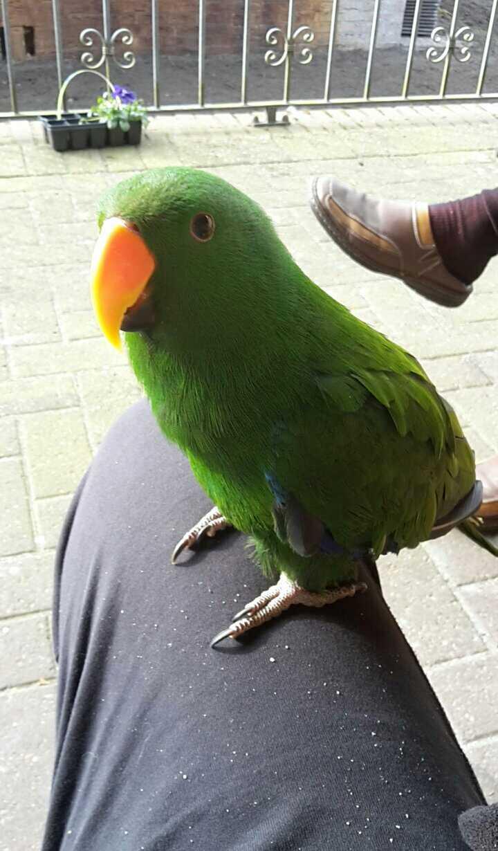 Edelpapageien Neuguinea und Salomon