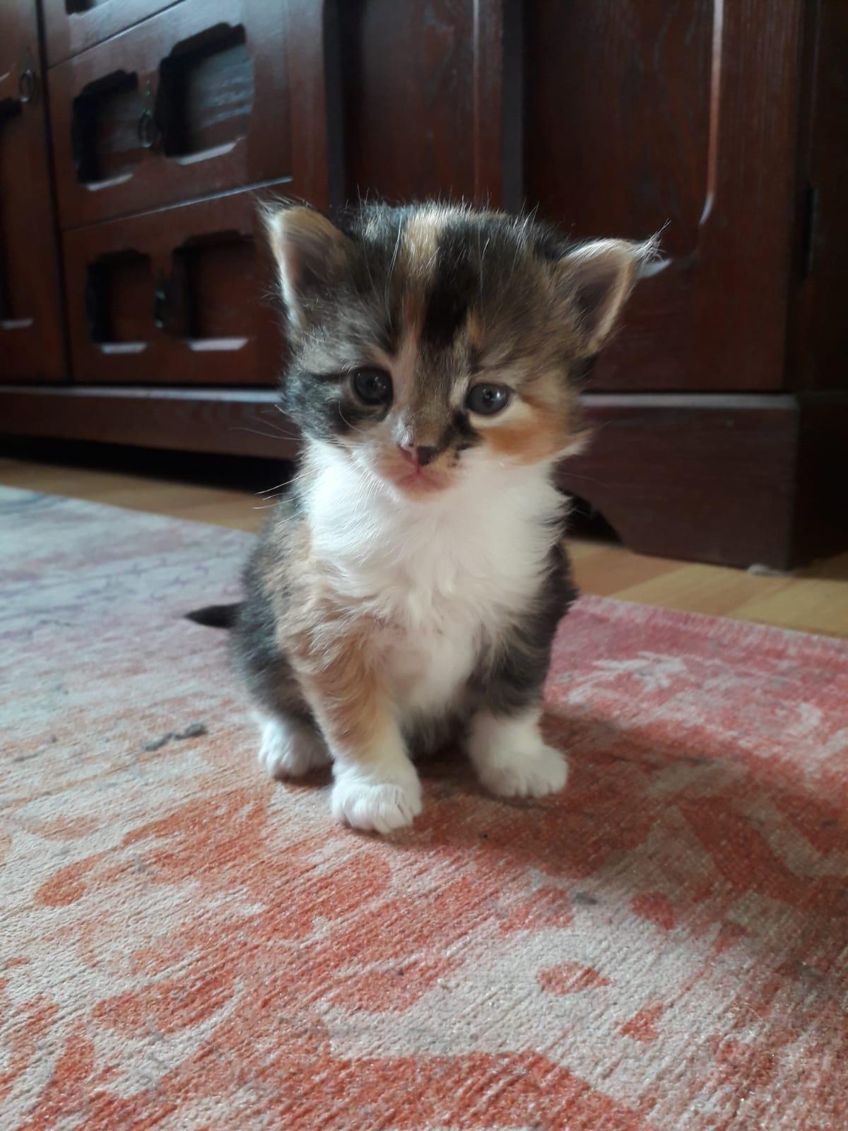 Norwegische Waldkatzen, Kitten