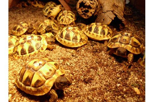 Griech. Landschildkröten (thb), Deutsche Nachzucht
