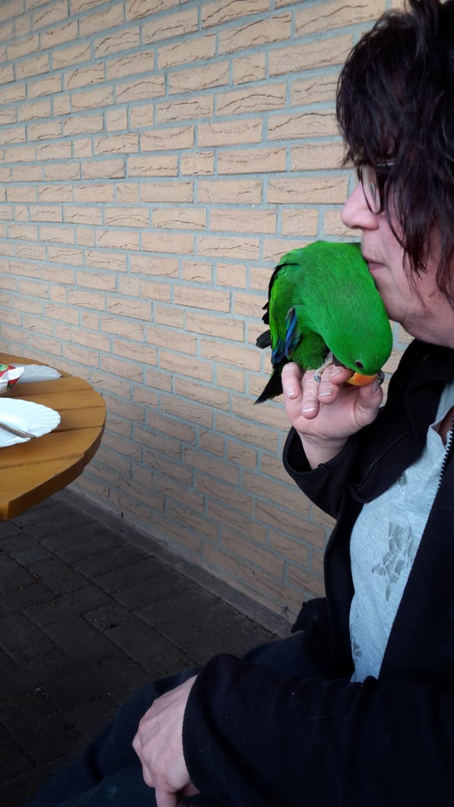 Edelpapageien Neuguinea und Salomon