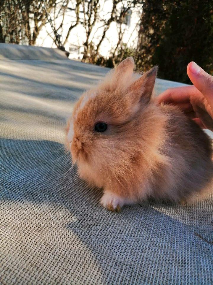 Zwergkaninchenbabys ab Anfang März in gute Hände