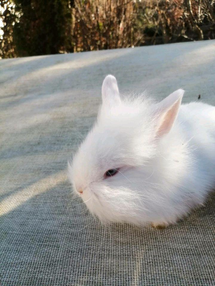 Zwergkaninchenbabys ab Anfang März in gute Hände