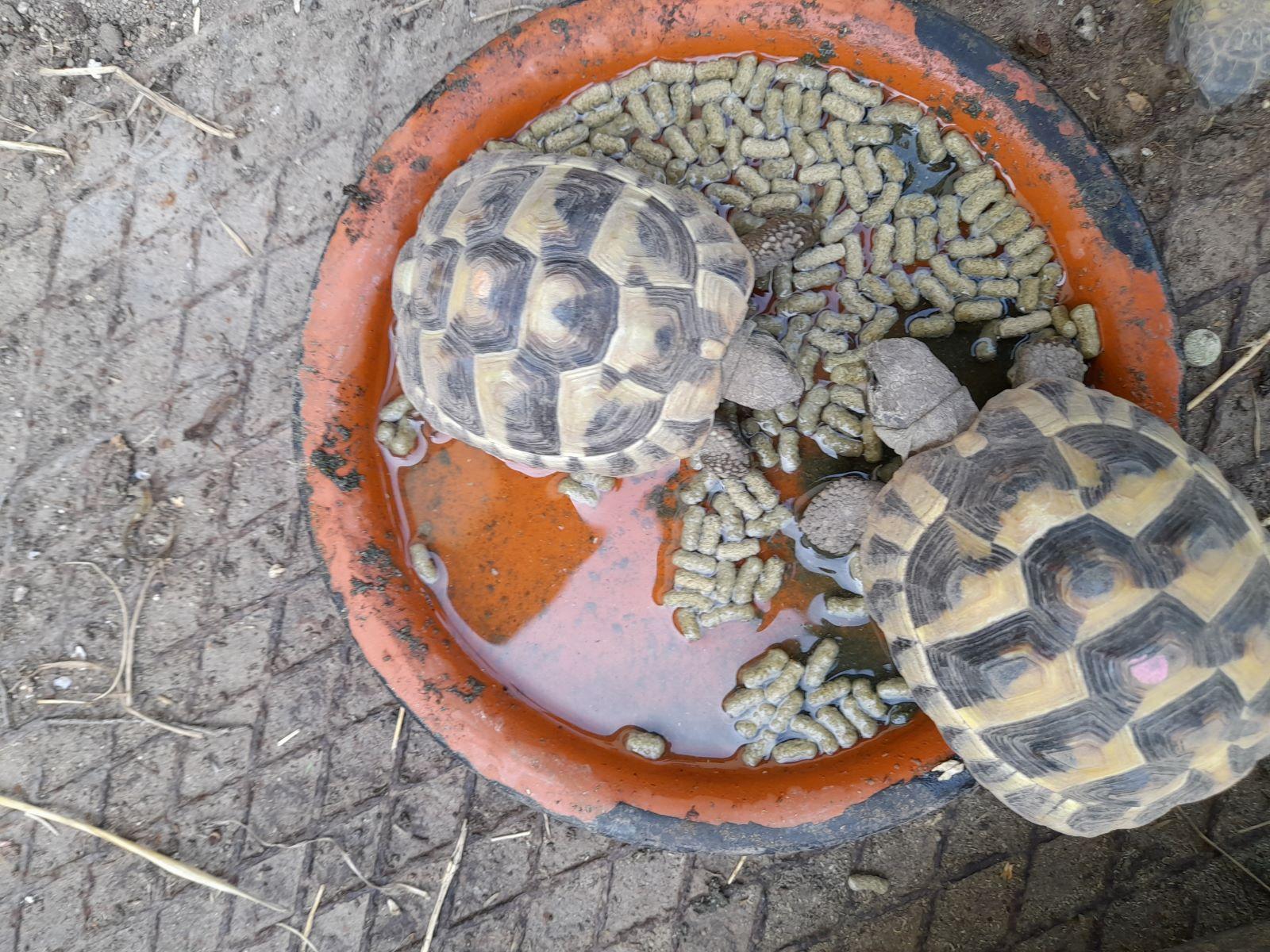 Landschildkrten Zu Kaufen