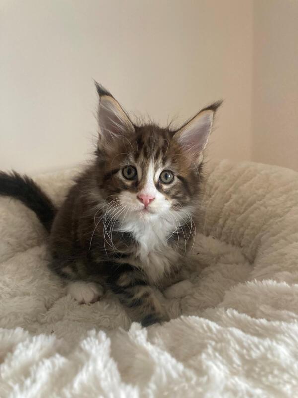 Maine Coon Kater suchen liebevolle Familie