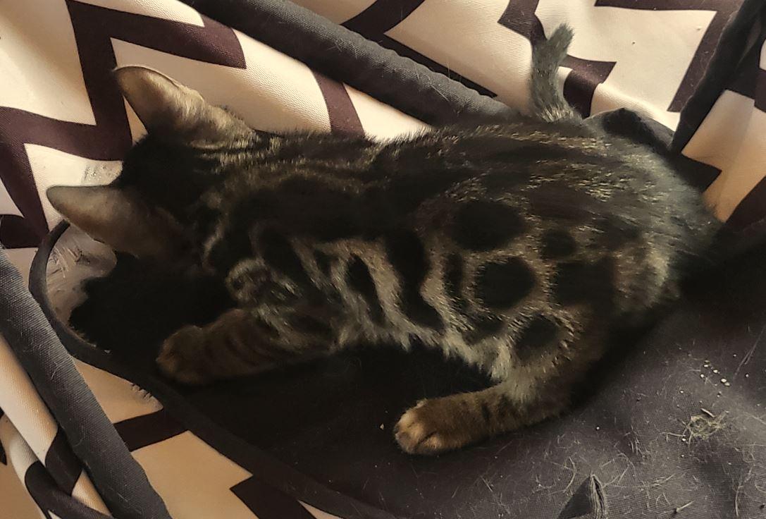 Brown Black Doppel-Charcoal Bengal Kater mit Papie