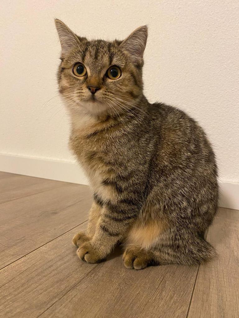 Geschwisterpaar Perser/Britisch Kurzhaar Mix