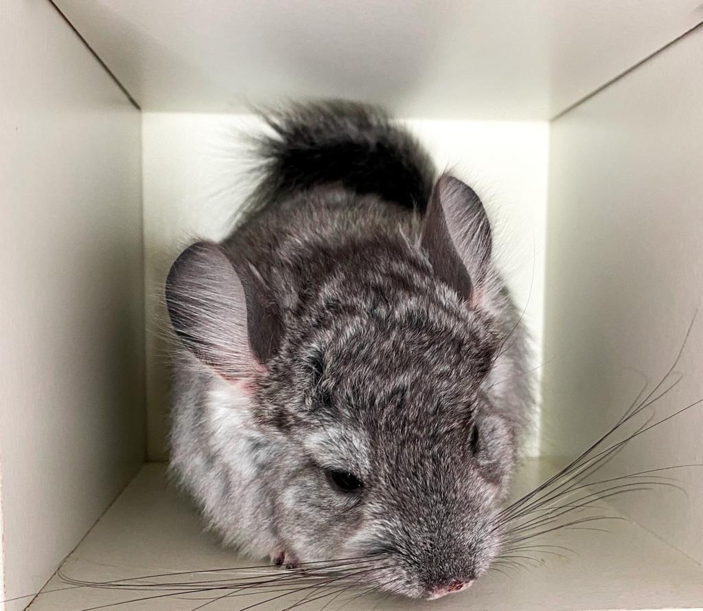 Chinchilla Angora RPA 100 % Blue Diamond Träger