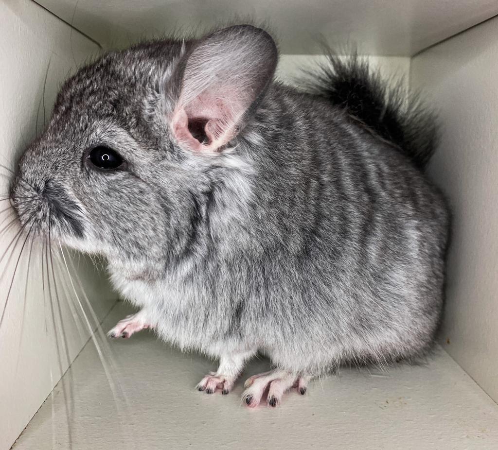 Chinchilla Angora RPA 100 % Blue Diamond Träger