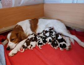 Kooikerhondje Kooiker Welpen Wurfankündigung