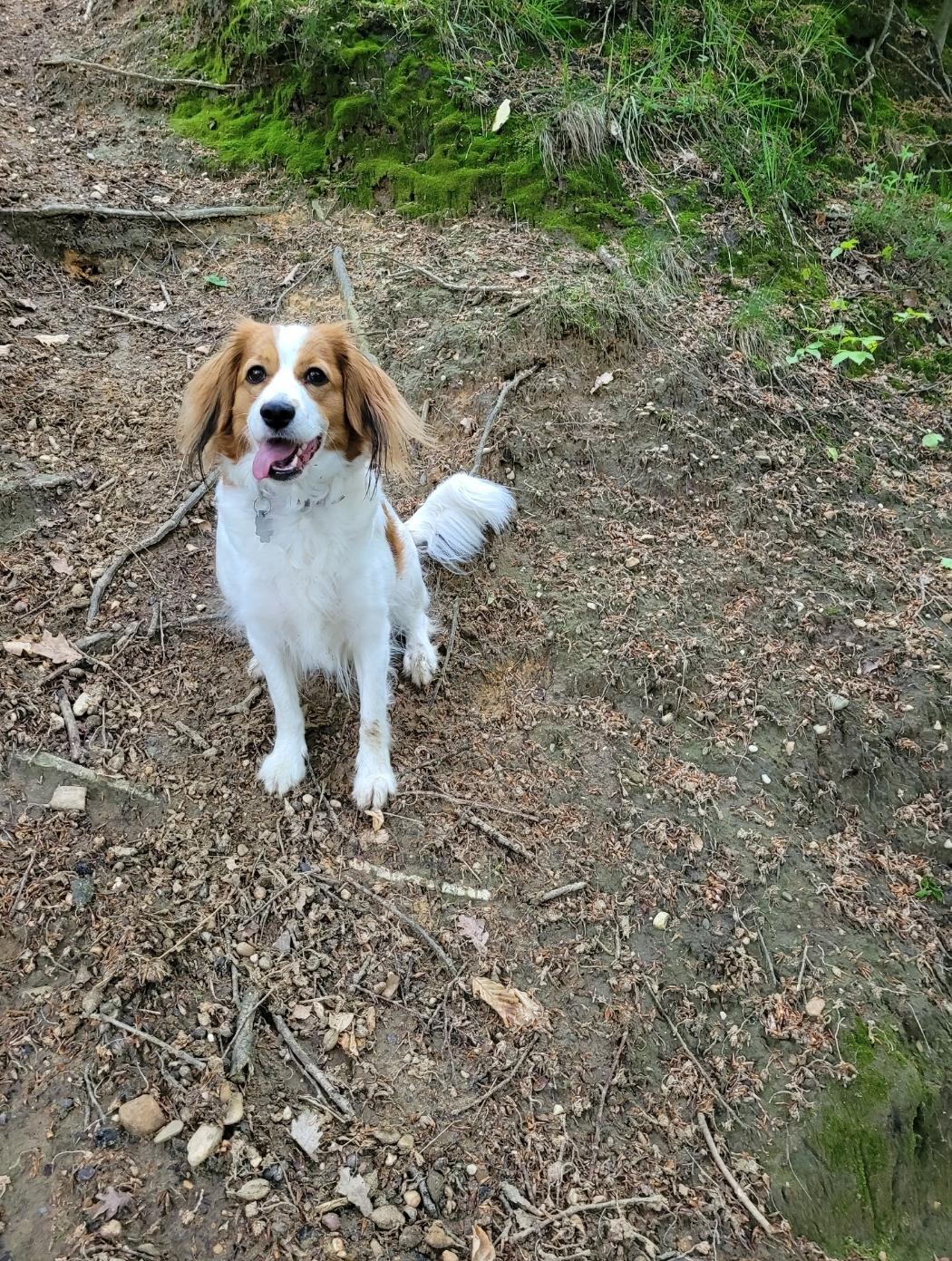 Kooikerhondje Kooiker Welpen Wurfankündigung