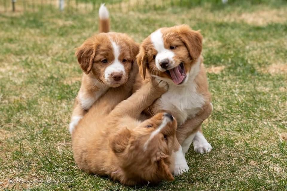 Nova Scotia Duck Tolling Retriever Welpen abzugebe