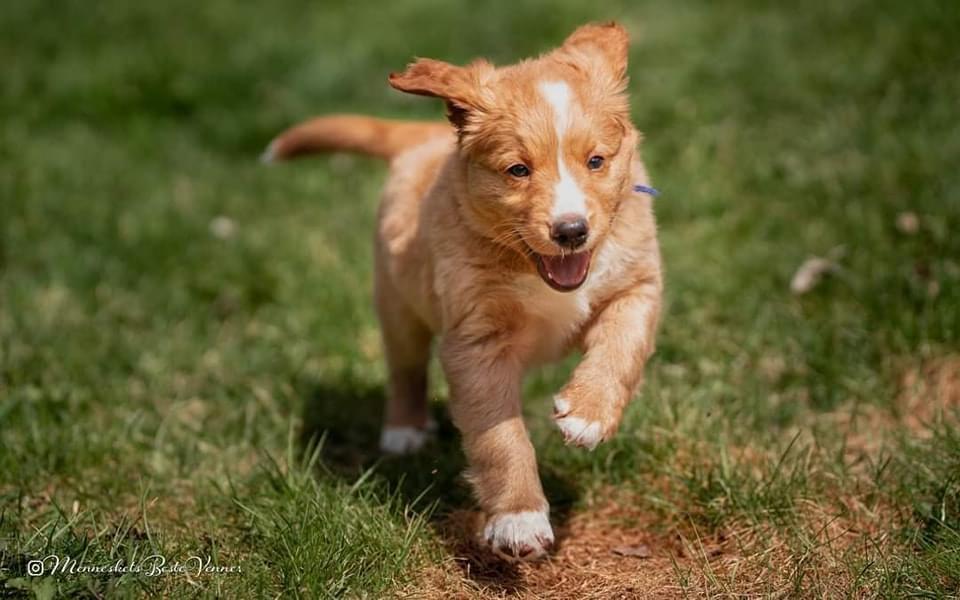 Nova Scotia Duck Tolling Retriever Welpen abzugebe