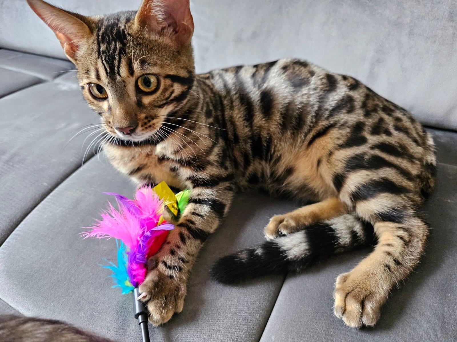 Reinrassige Bengalkitten, Auszugsbereit