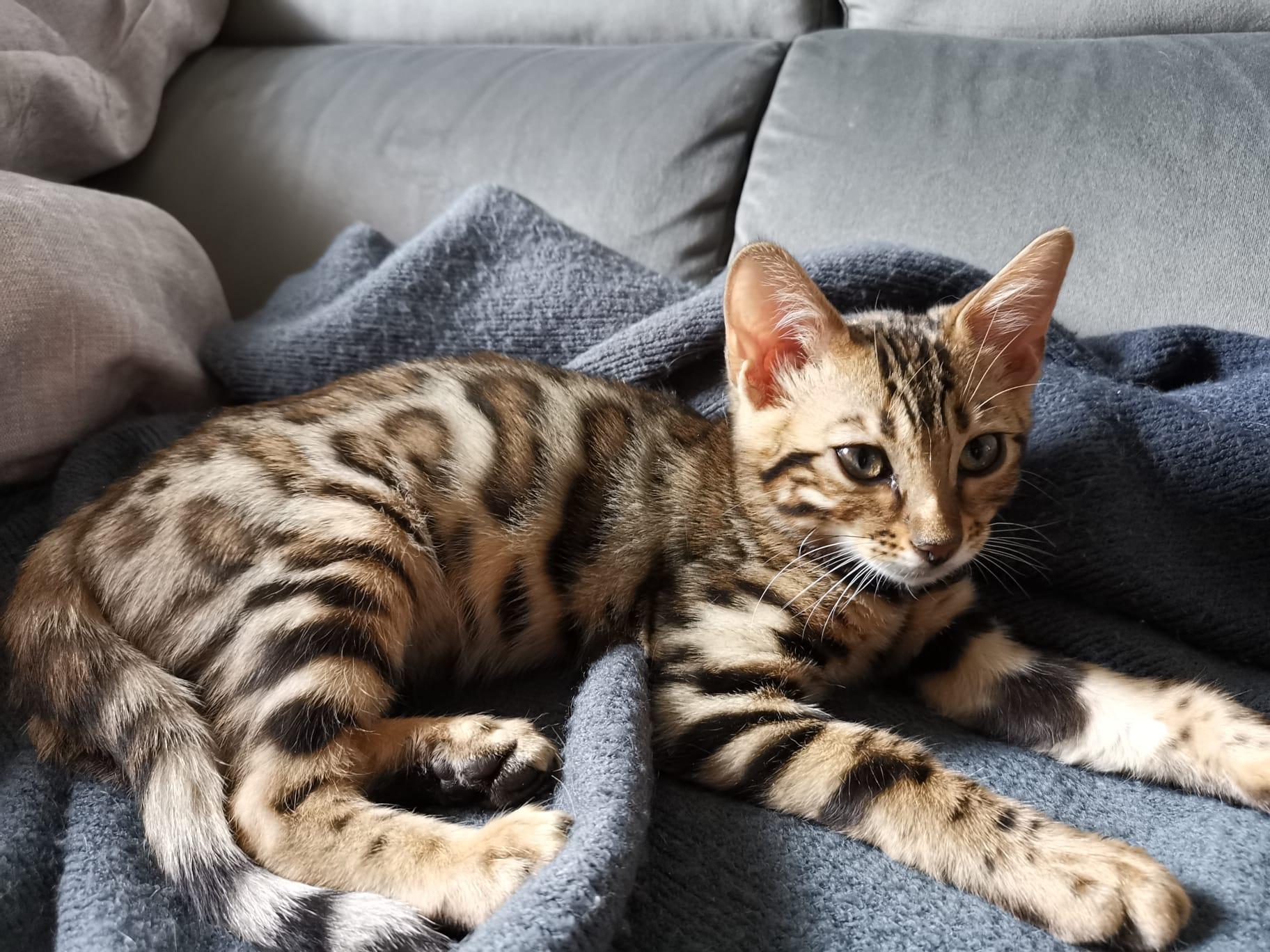 Reinrassige Bengalkitten, Auszugsbereit