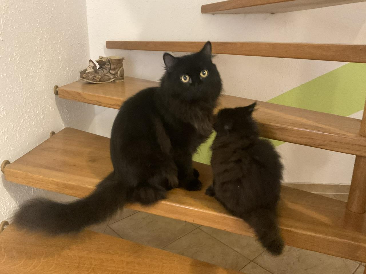 3 kleine Perser-Sibirische Waldkatze Mix 12 Wochen