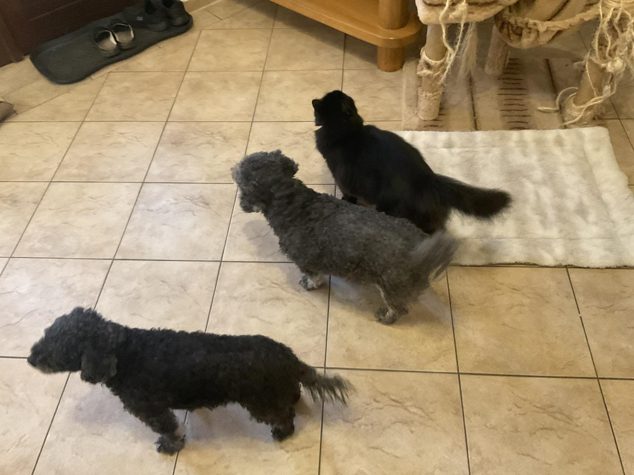 3 kleine Perser-Sibirische Waldkatze Mix 12 Wochen