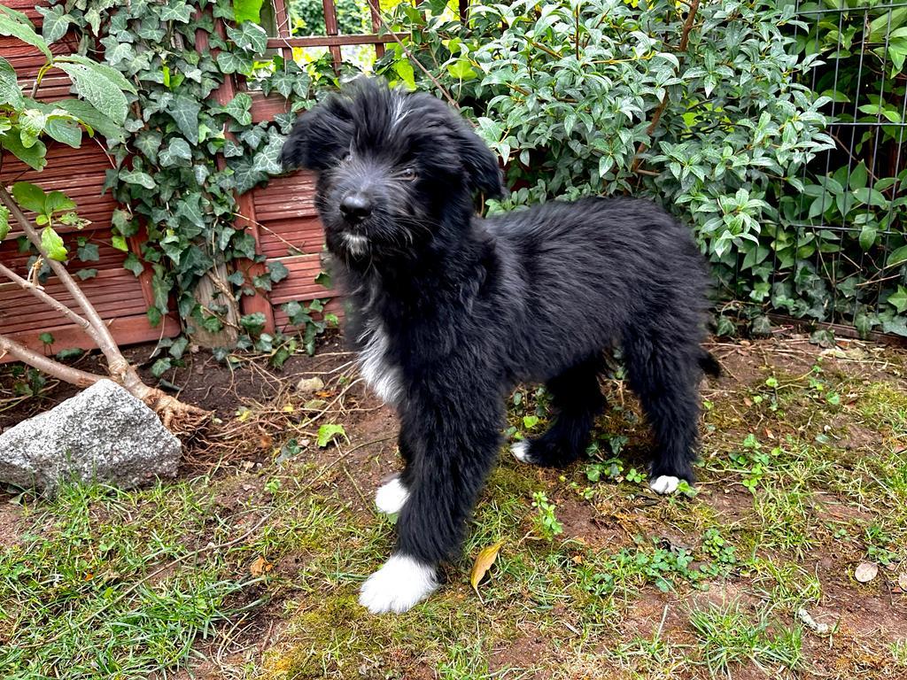 Berger des Pyrenees Welpen