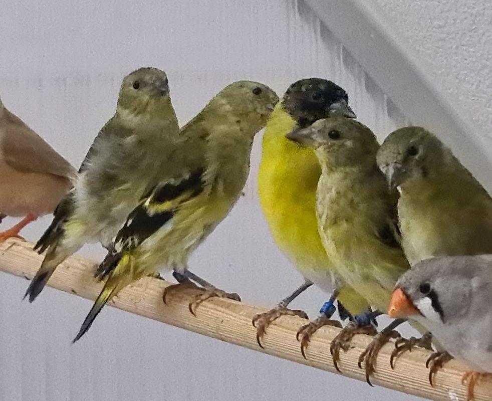 Magellanzeisige (1, 4) Naturfarben, Top Vögel aus