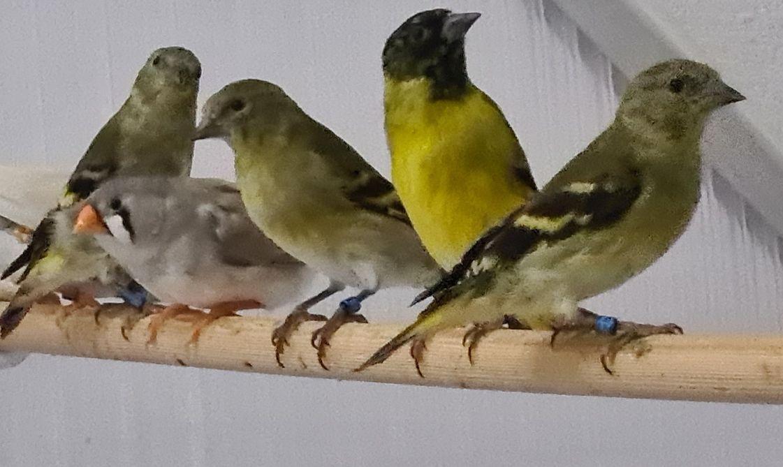 Magellanzeisige (1, 4) Naturfarben, Top Vögel aus