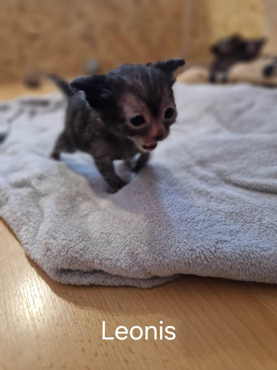 Lykoi Kitten (Felidae e.v Stammbaum)
