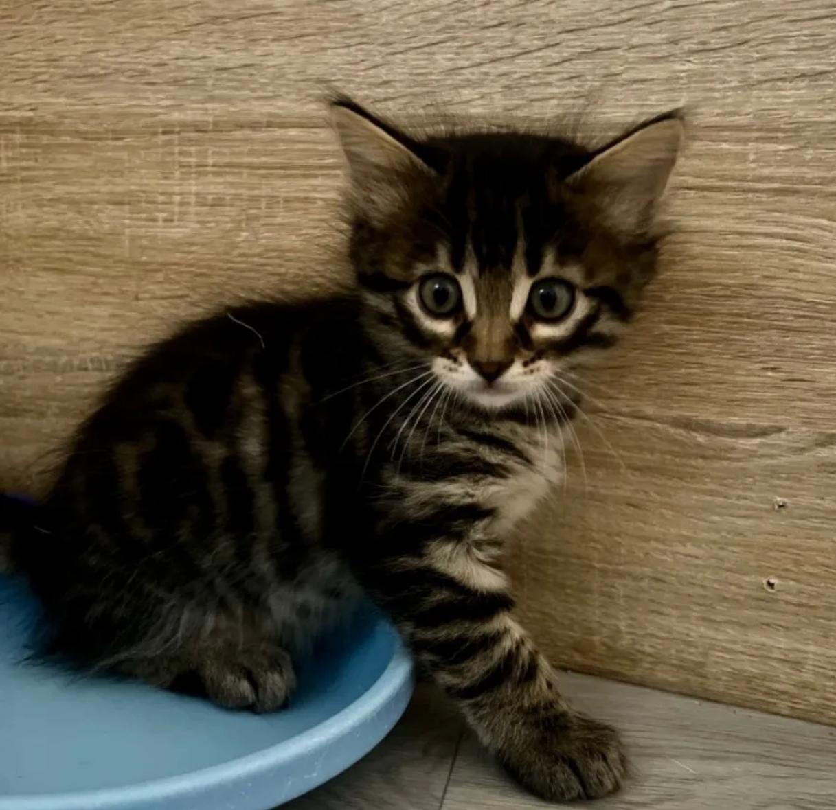 Bengal Mix BKH