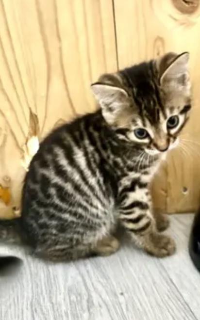 Bengal Mix BKH