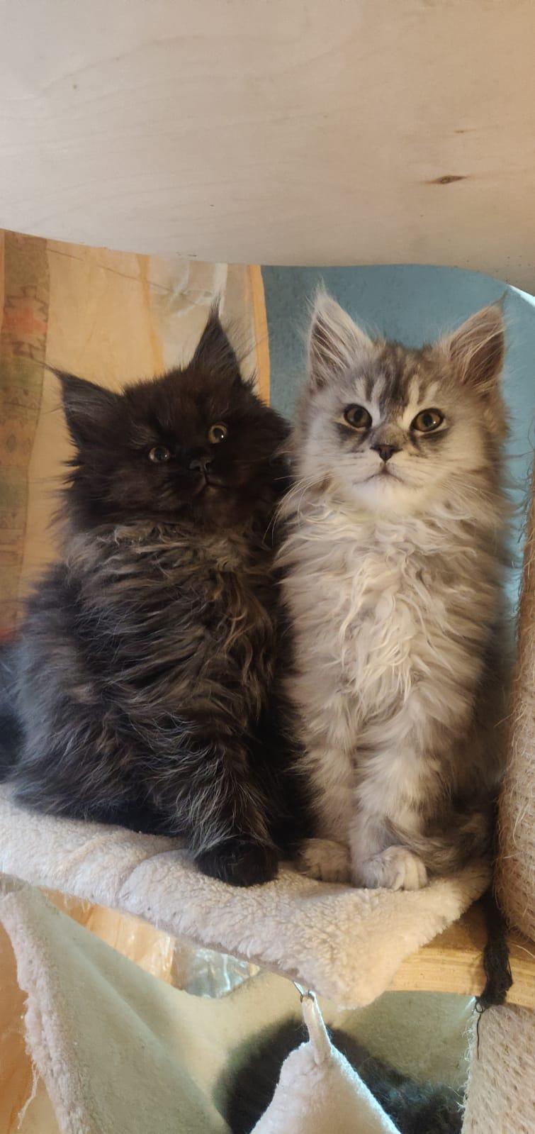 12 Wochen alte reinrassige Maine Coon Kitten