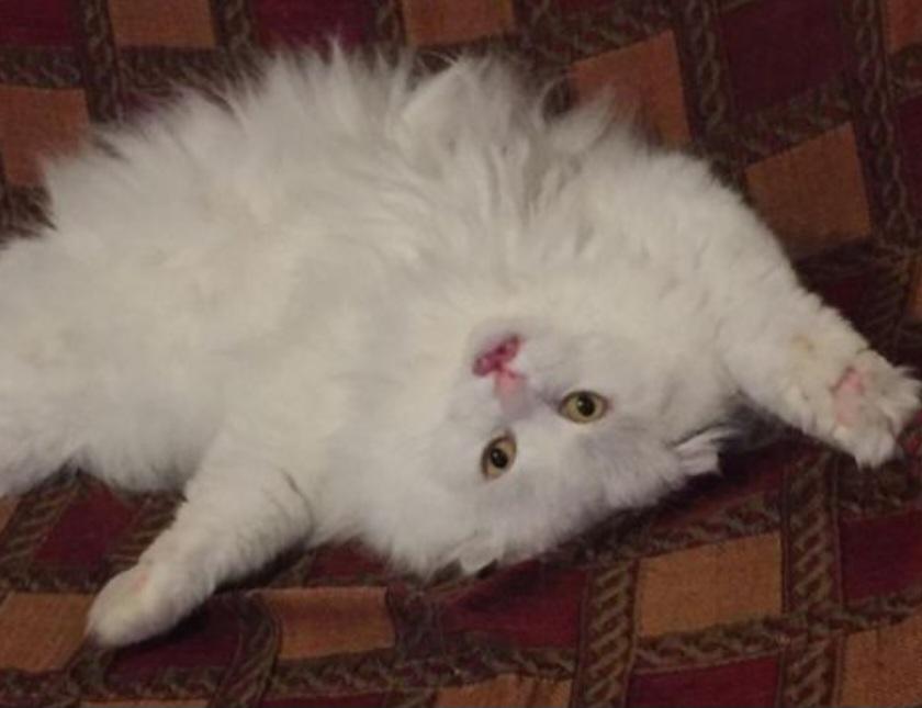 Schotisch Fold-BLH Mix