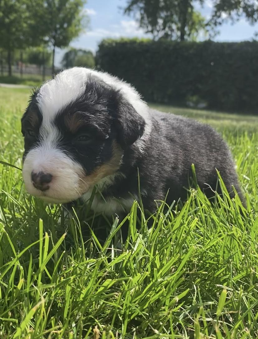 Australian Shepherd Welpen