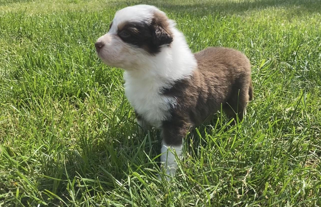 Australian Shepherd Welpen