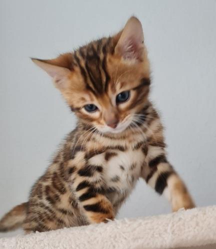 Bengalkitten Kitten
