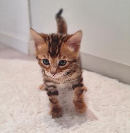 Bengalkitten Kitten