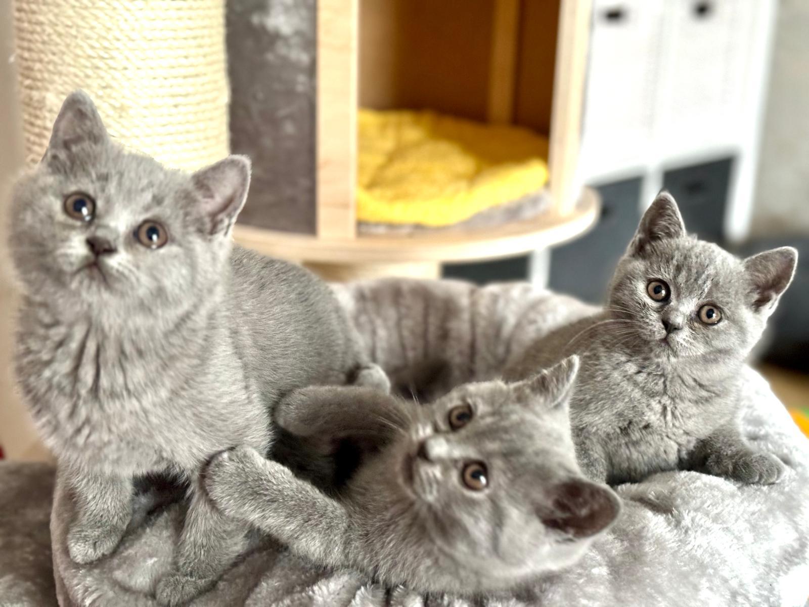 BKH blue und lilac Kitten ab dem 25.05. abgabebere