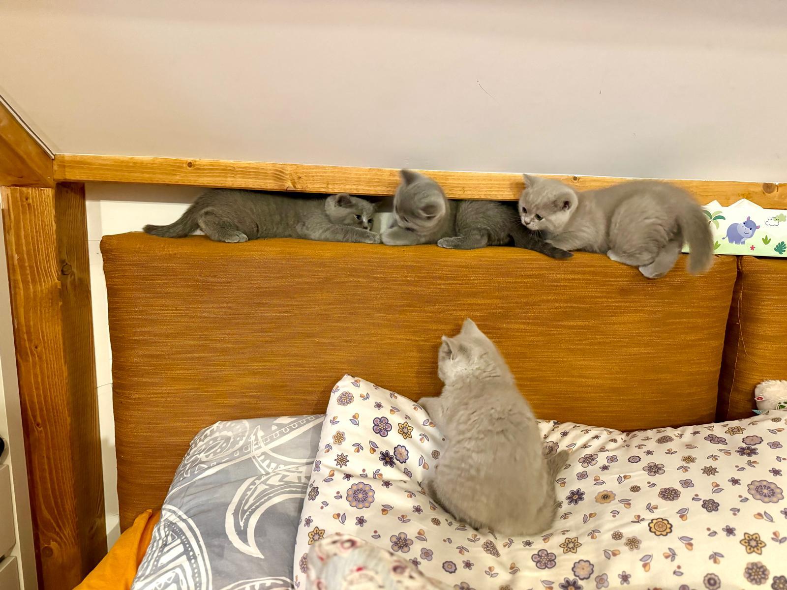 BKH blue und lilac Kitten ab dem 25.05. abgabebere