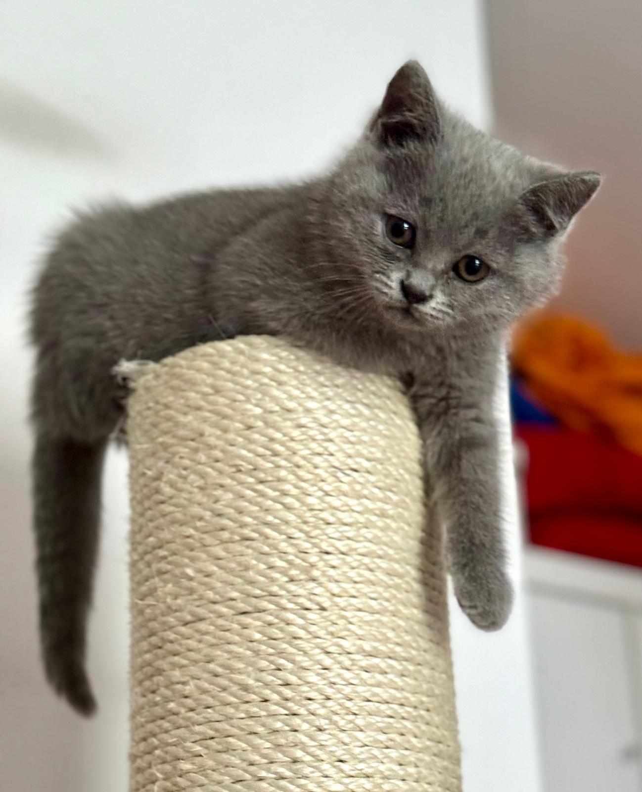 BKH blue und lilac Kitten ab dem 25.05. abgabebere