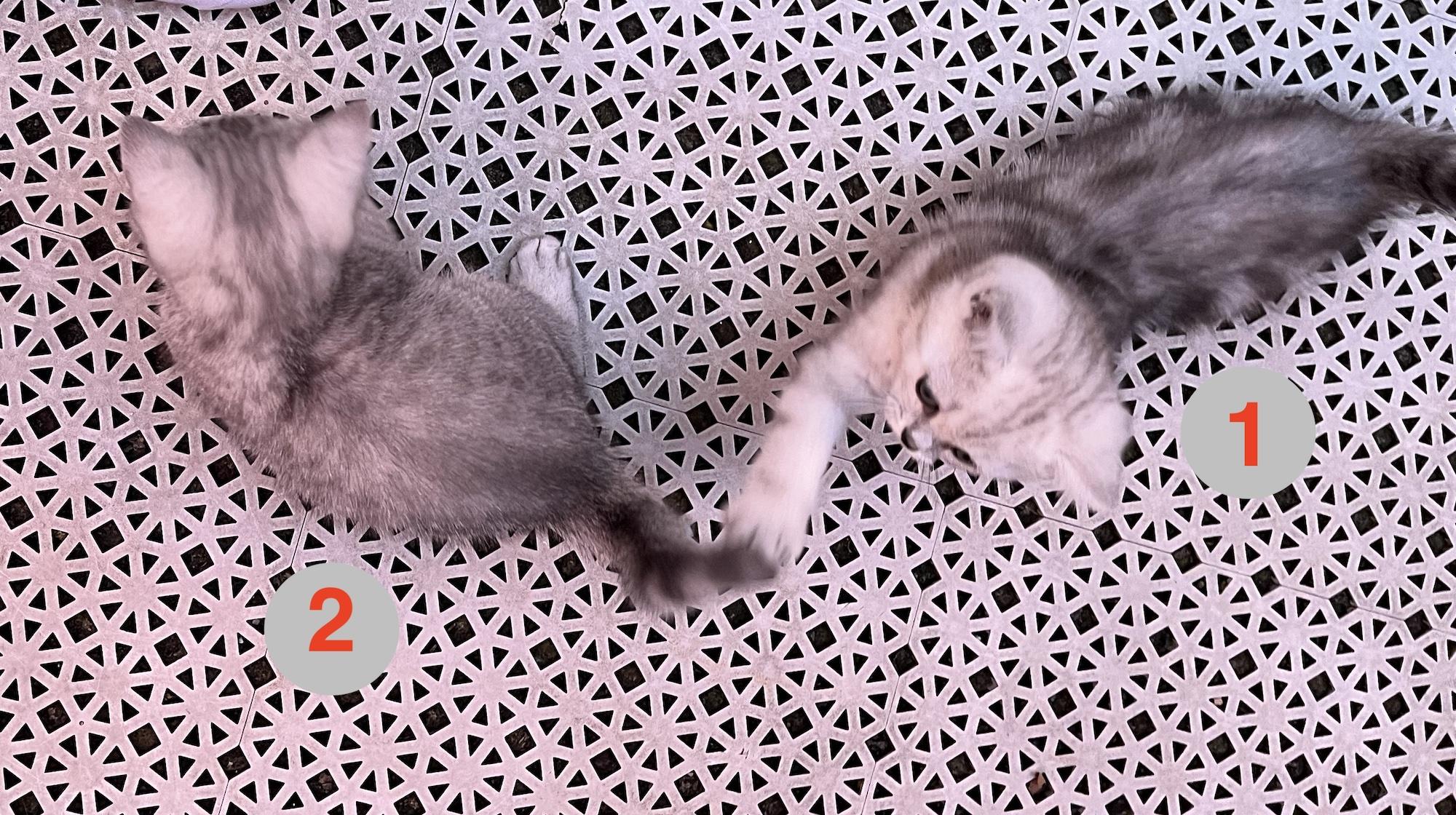BKH Katze Kitty Katzenbaby Britische Kurz Haare  *